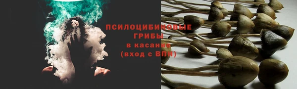 стаф Алзамай